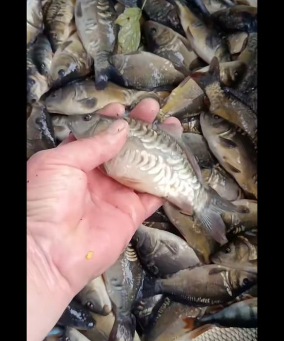 Puiet crap vara I si vara II cu greutatea intre 50 grame si 800 grame.