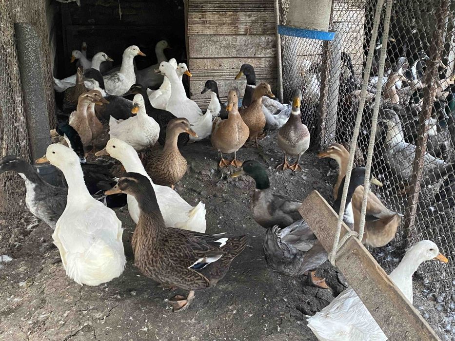 Патици-разпродажба.