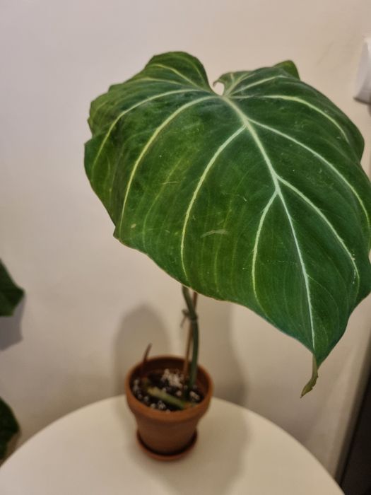 Philodendron gloriosum