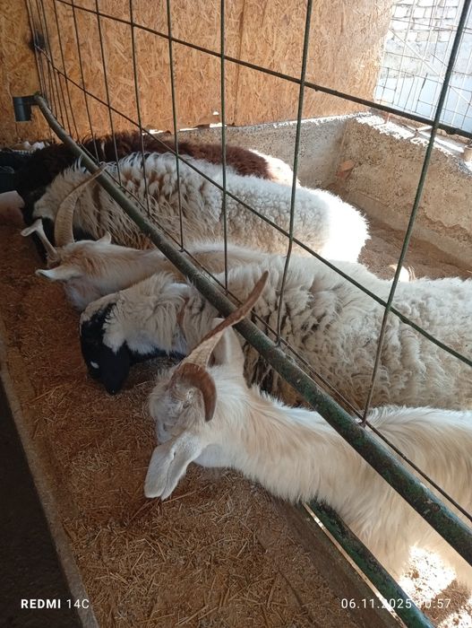 Бугоз экиззой куйлар тезда сотилади шошилинг йеб ичиши кайфияти ало!