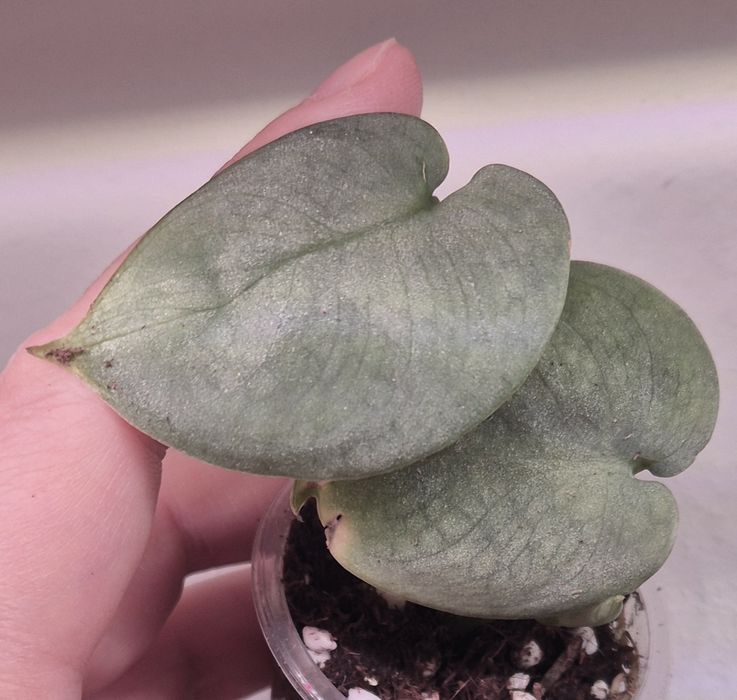 Сциндапсусы сортовые