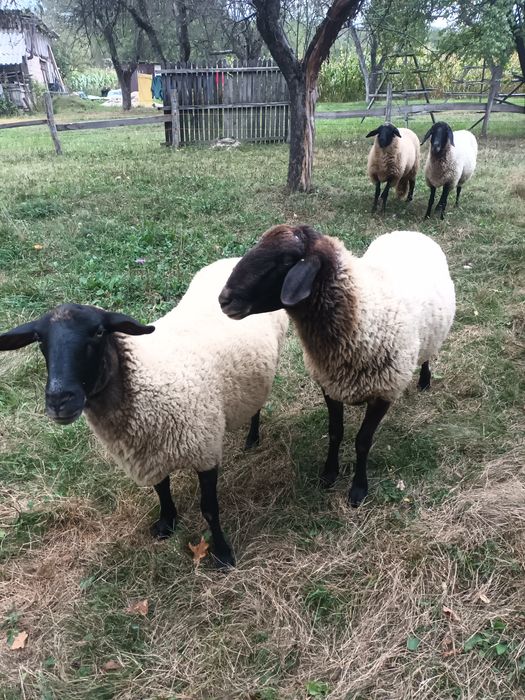 Vand oi carabas sarbezc de prasila
