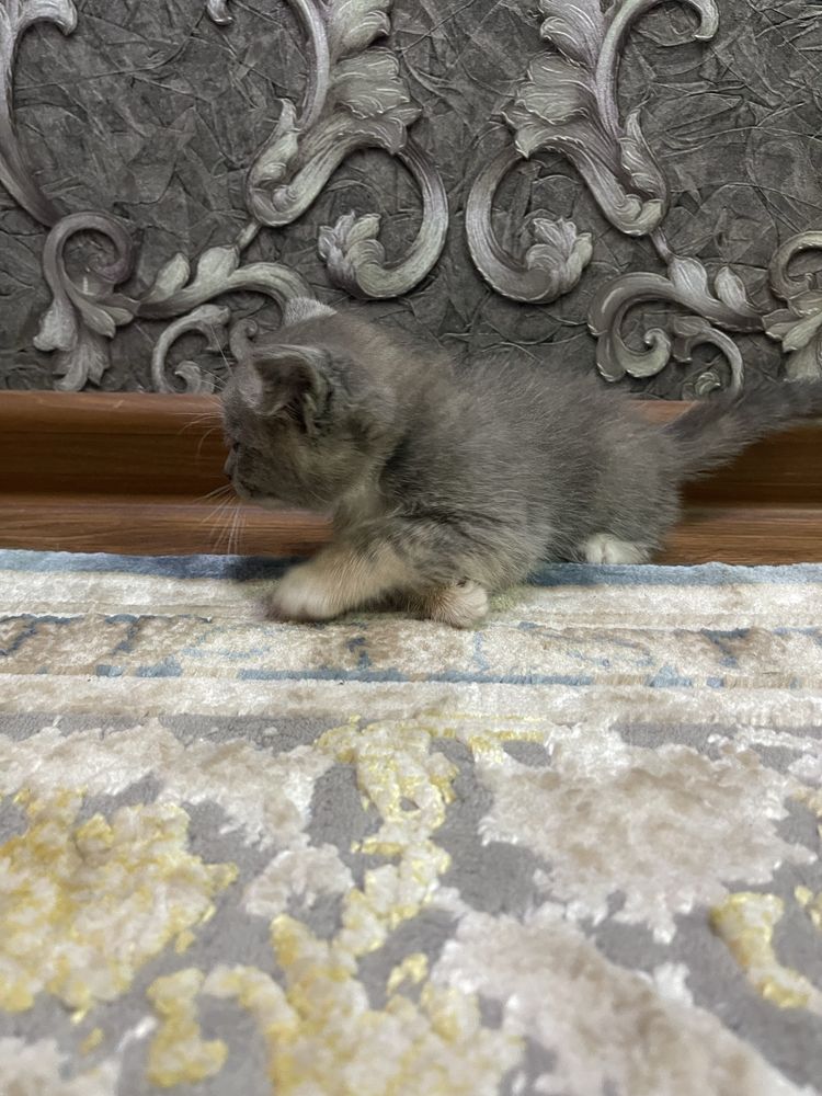 Скотиш.        страйт