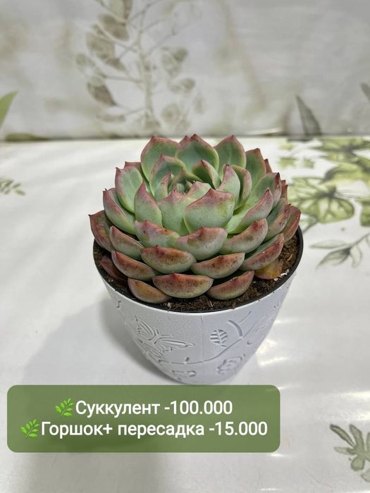 Суккуленты и литопсы