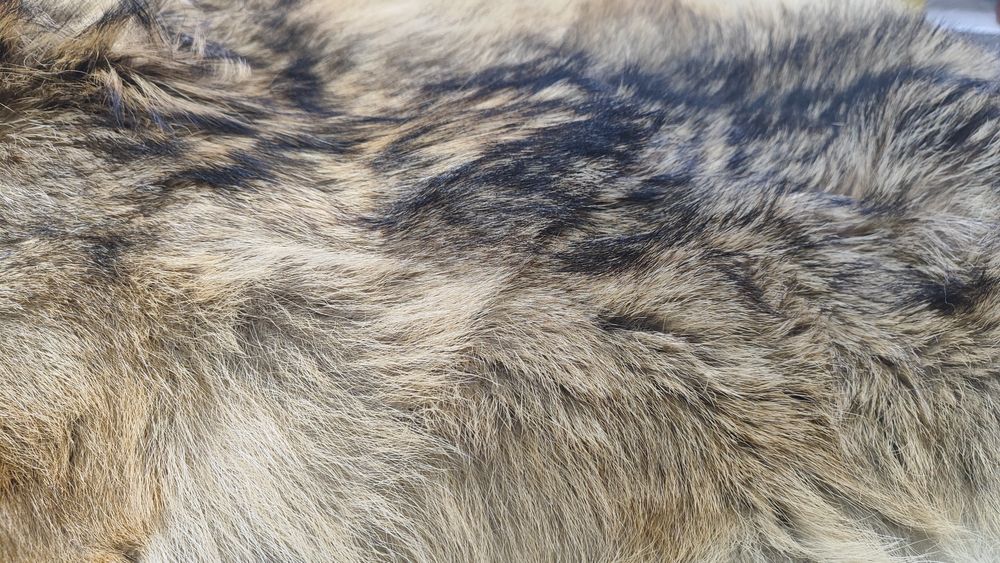 Кожа от чакал, два броя с приблизителен размер 80/40