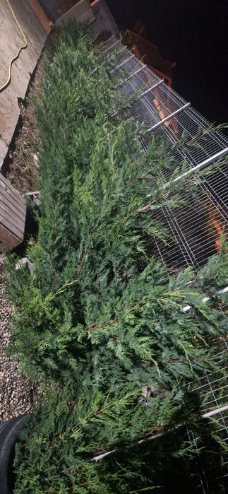 Vand Casa Spatiu Comercial cu crama