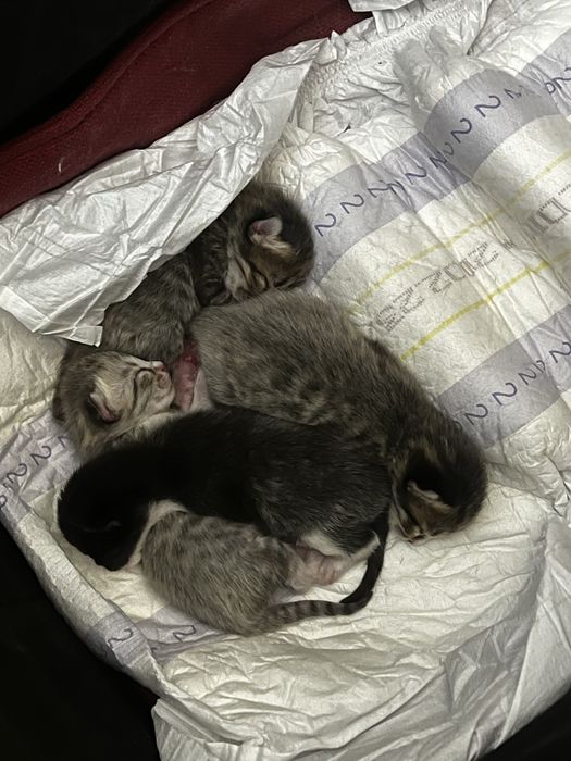 кот Вислоухий Шотландец для вязки