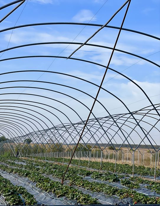 Vand urgent afacere la cheie in Scurtu Slavesti , Teleorman