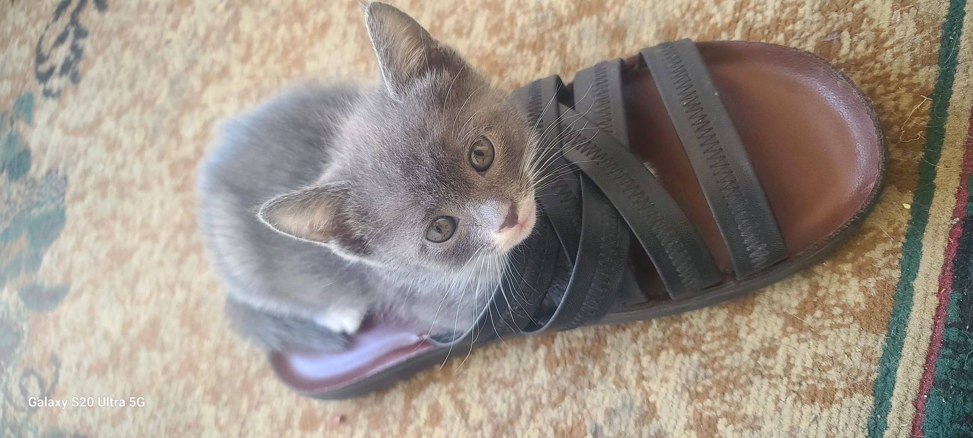 Мушук кошки бесплатни