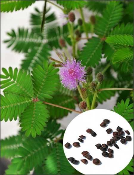 20 seminte Mimosa pudica (mimoza) - frunzele se misca la atingere