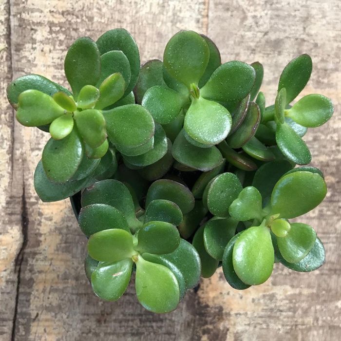 Дървото на живота - Crassula ovata - вкоренени резници