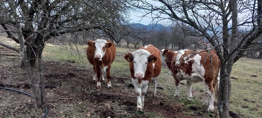 Vand juninci rasa baltata romaneasca.