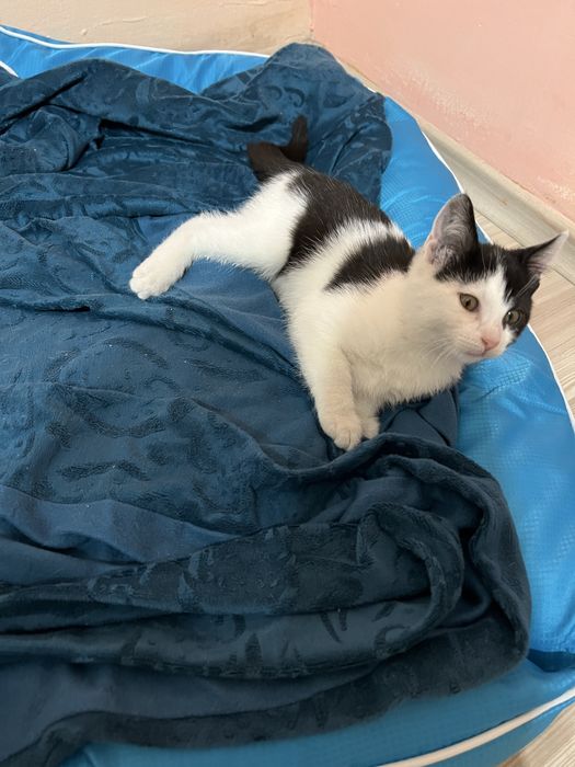 Подарявам мъжко коте