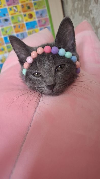 Отдадим котика в добрые руки