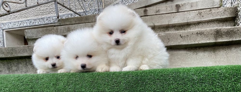 Померан померани