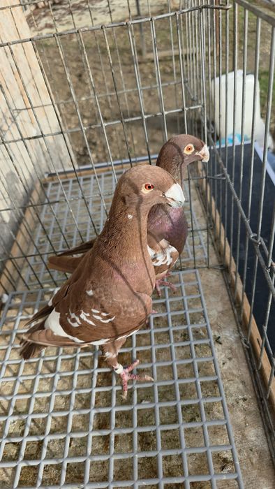 Porumbei Voiajori germani, Americani, Rotati