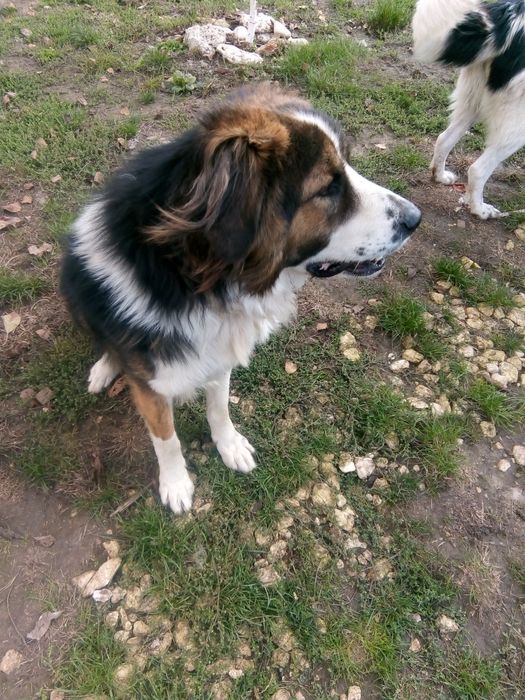 Подарявам 2 кученца каракачанки