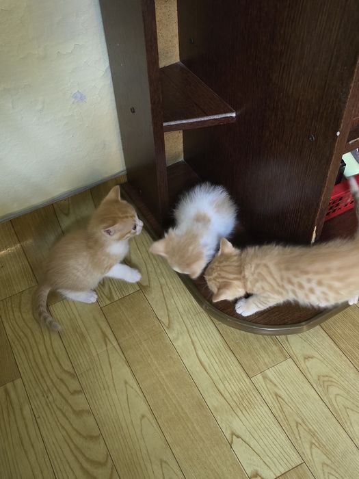 Отдам хорошие руки бесплатно
