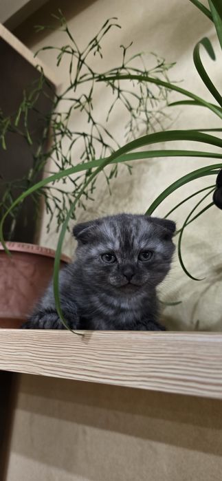 Продам шотландских вислоухих котят