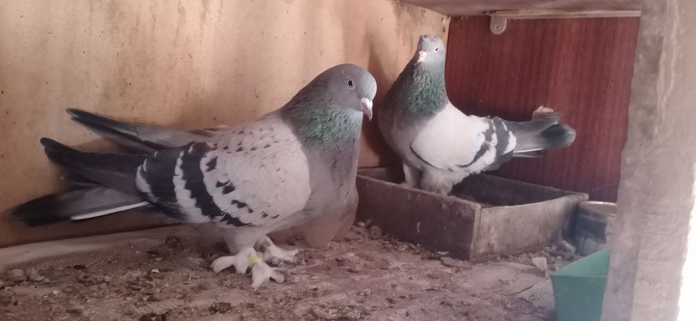 Продам готовую пару