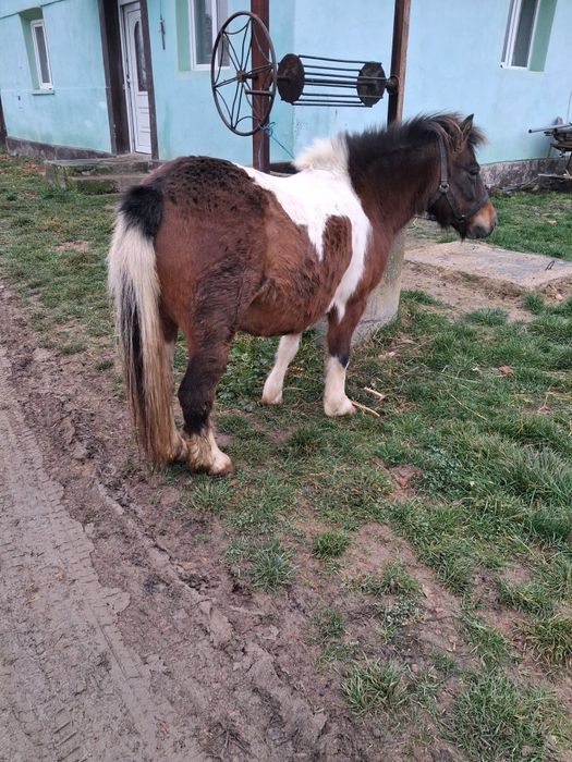 Vând poneita  gestanta