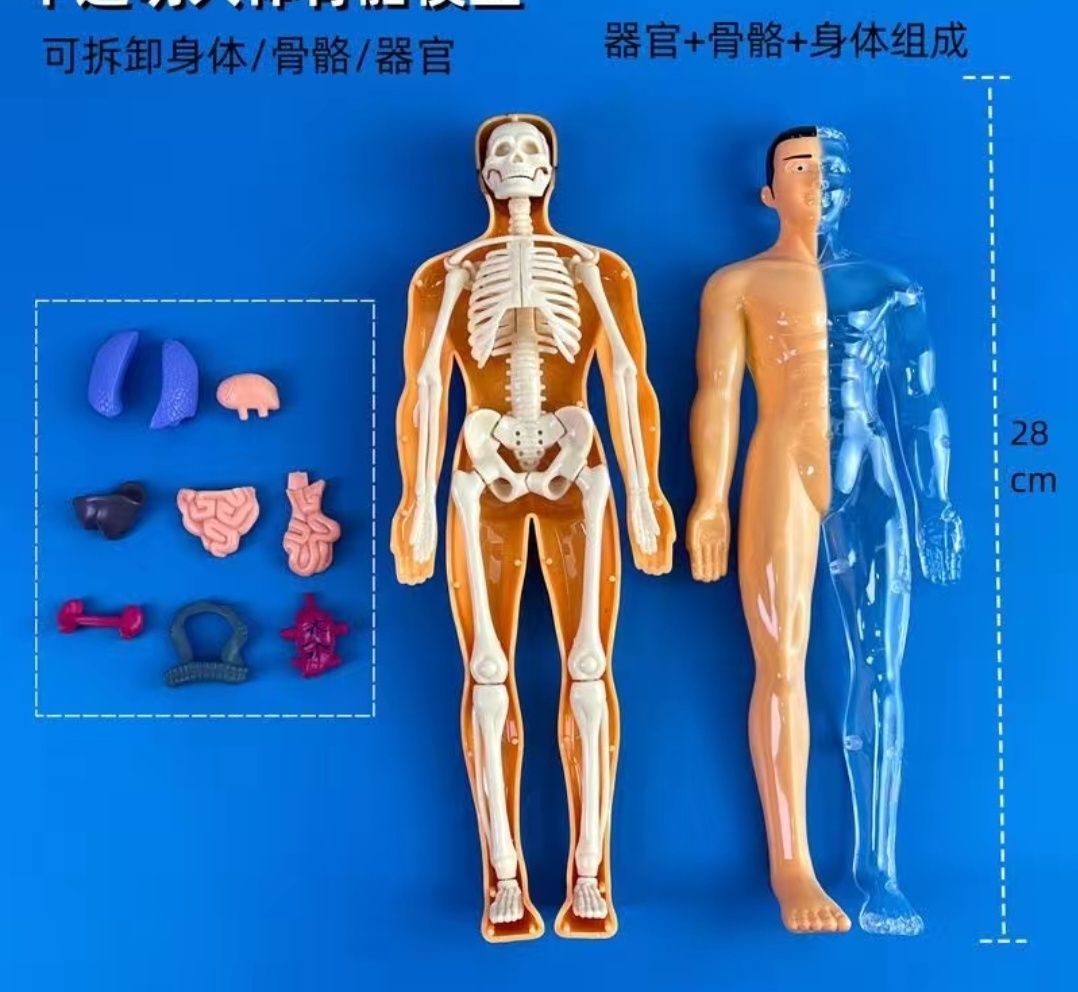 Скелет игрушка для изучения строения тела человека