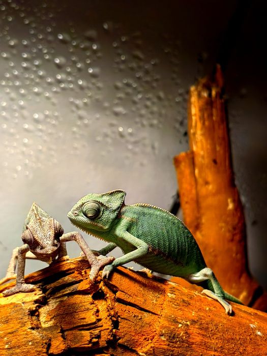 Cameleon, gecko, agama