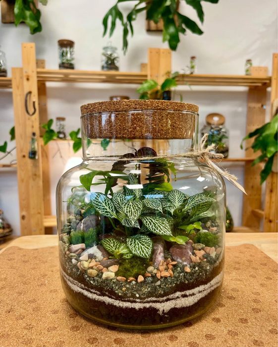 Мини терариуми с живи растения, екосистема в буркан