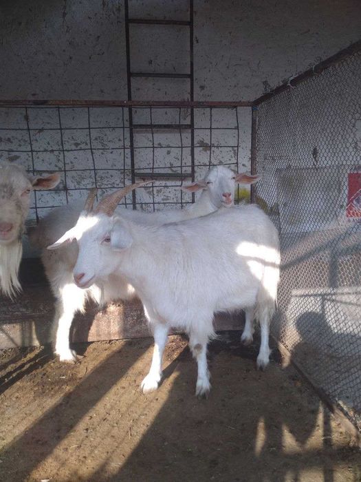 Эчкилар сотилади