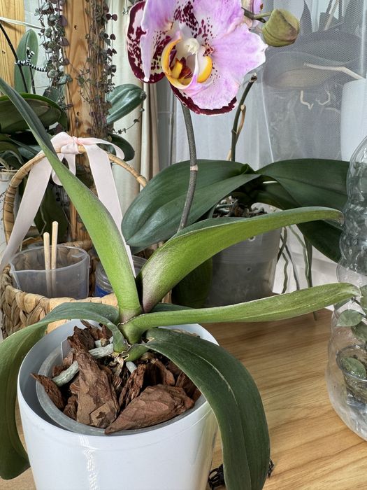 Продам сортовую орхидею