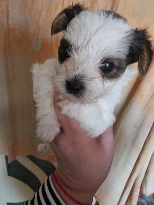 Супер мини бивер йоркширски териер