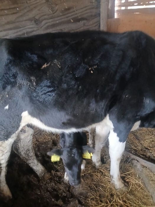 Vând  o vaca de ținut sau de taiat