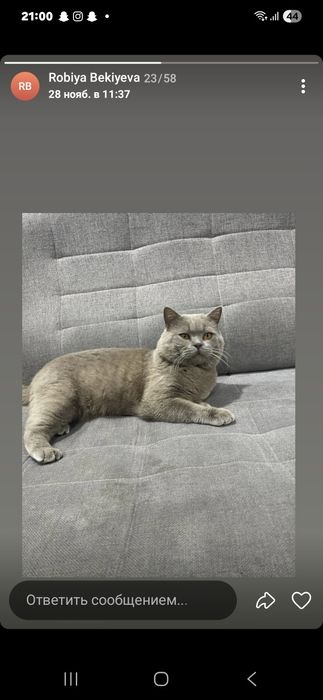 Продаётся британская длиннашерстный котёнок