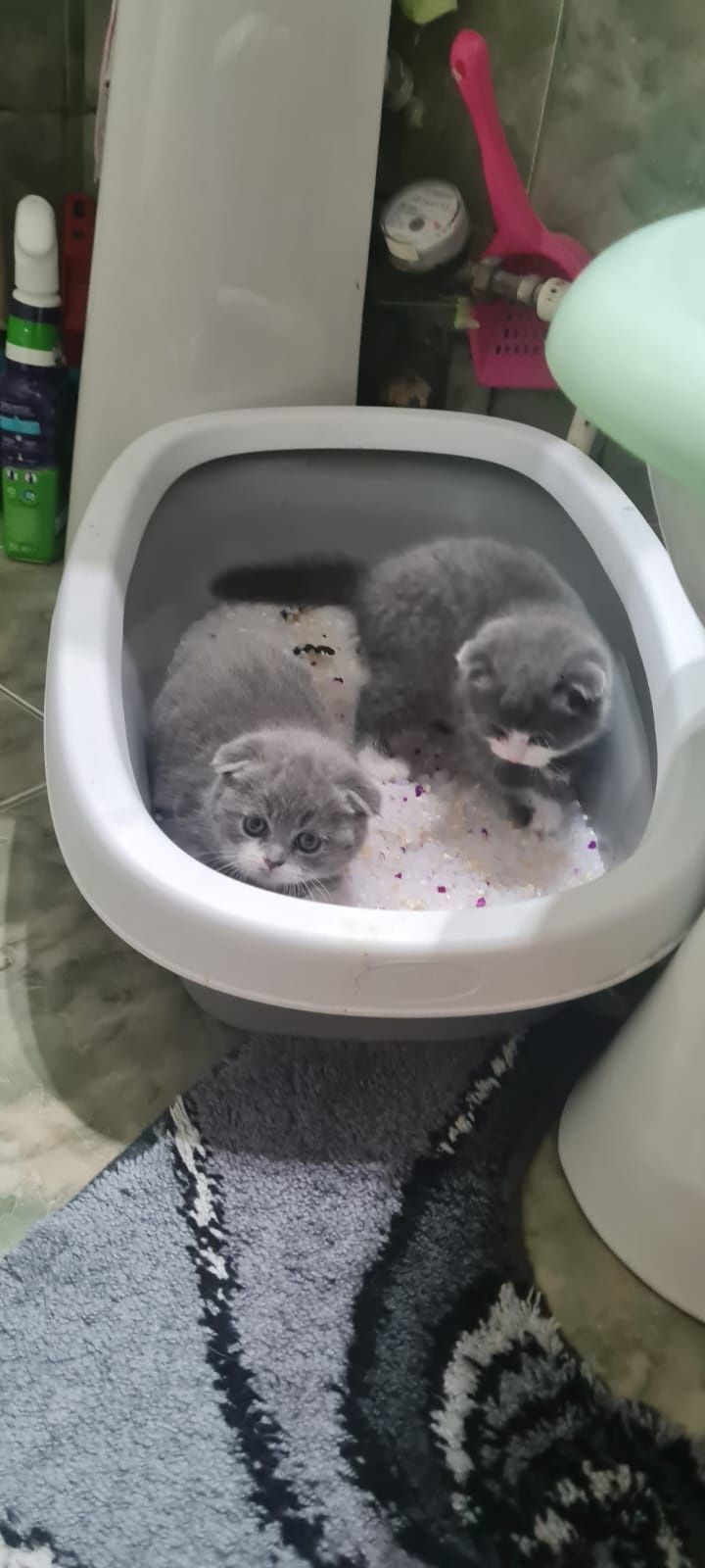 Fetițe Scottish fold de vânzare