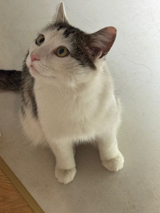 Кот, кошка мальчик бесплатно