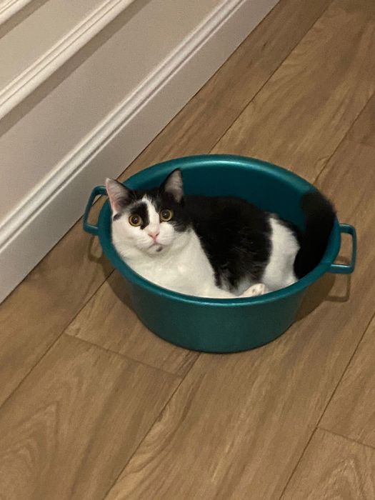 Отдаем кошку девочка