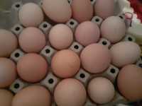 De vânzare ouă de găină