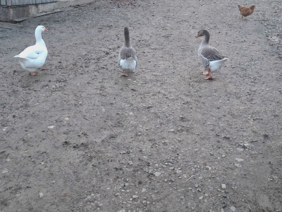 Vând gâște românești