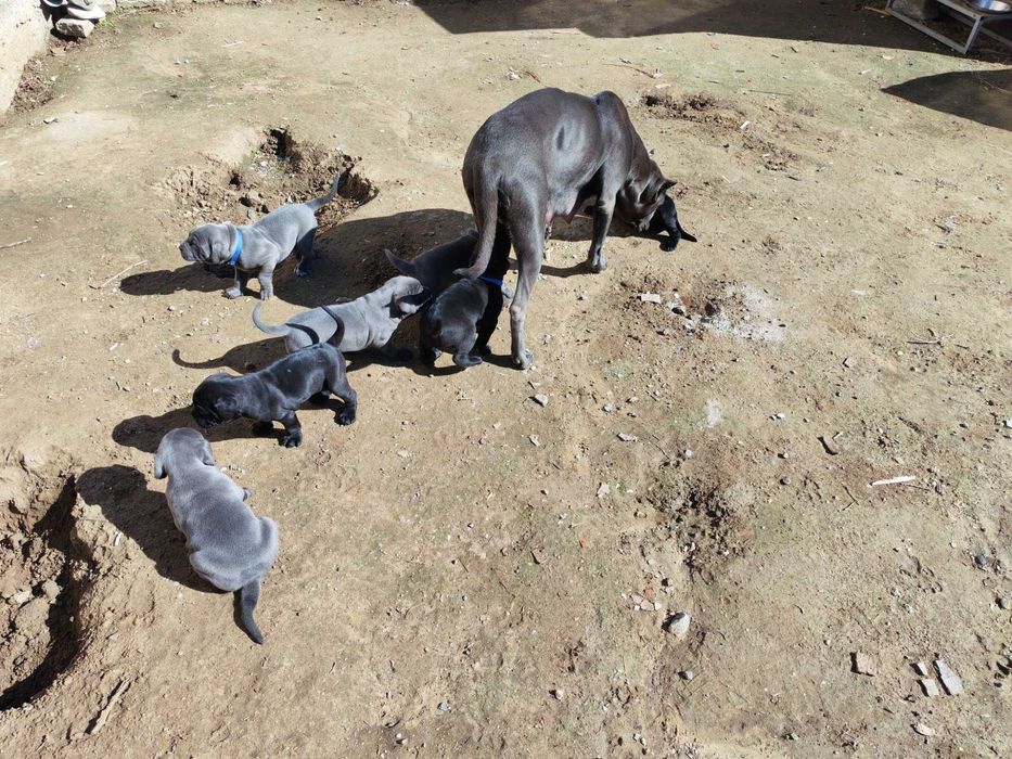 Кане Корсо кутрета cane corso