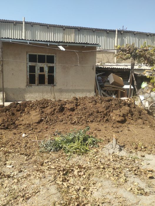 Gungi bor shitasi zur 2 moshin bor bepul