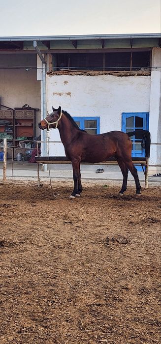 Ot sotiladi продаётся лошадь