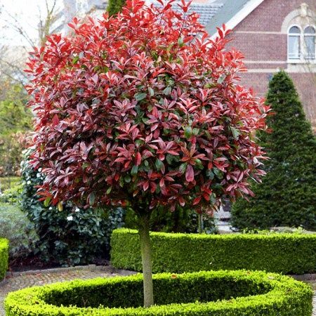 Photinia Globulara la Ghiveci