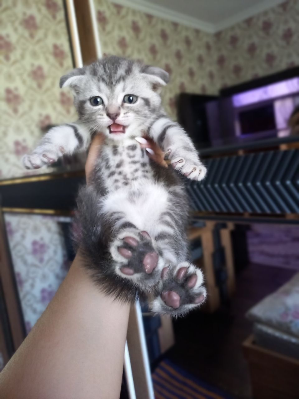 Вислоухие котяты