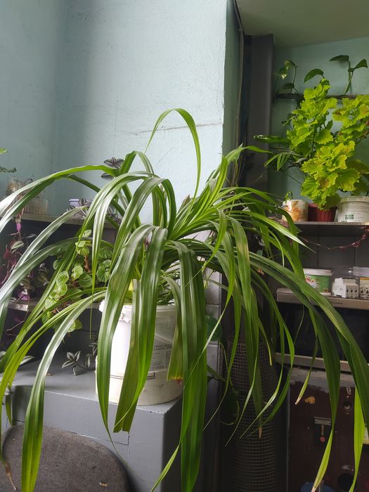 Кактус Панданус Пальмовое дерево