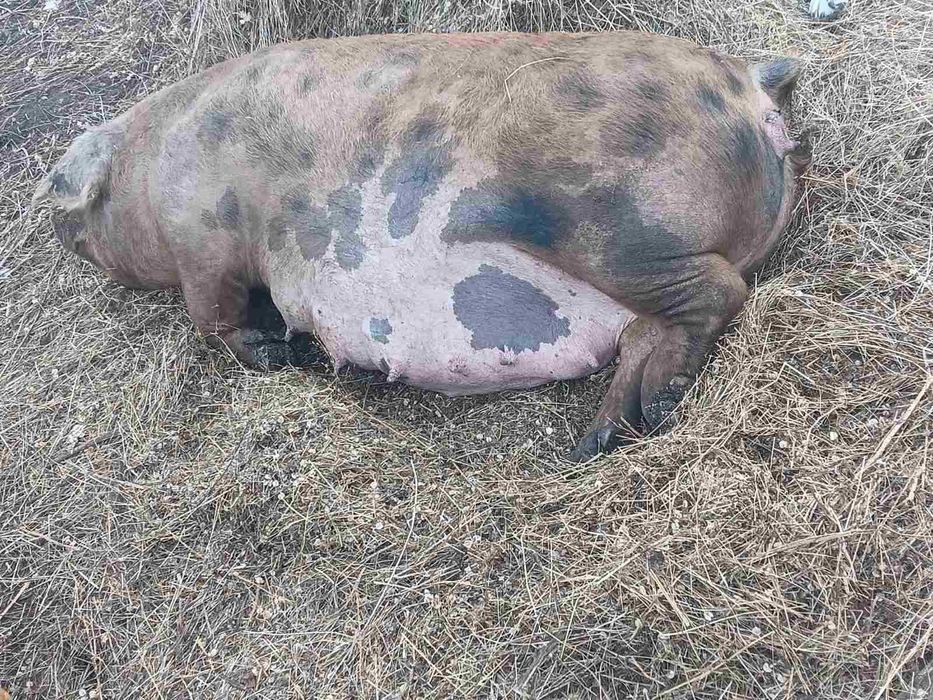 Продавам прасета дюрок