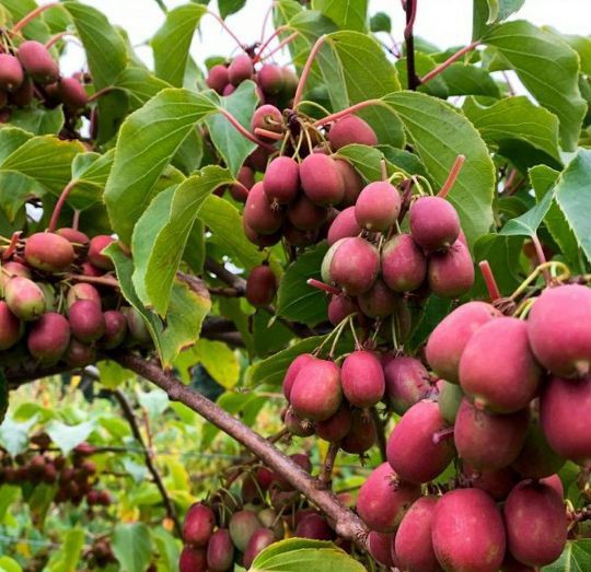 Kiwi La Ghiveci (Ken's Red )