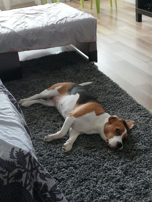 Donez Beagle 6 ani