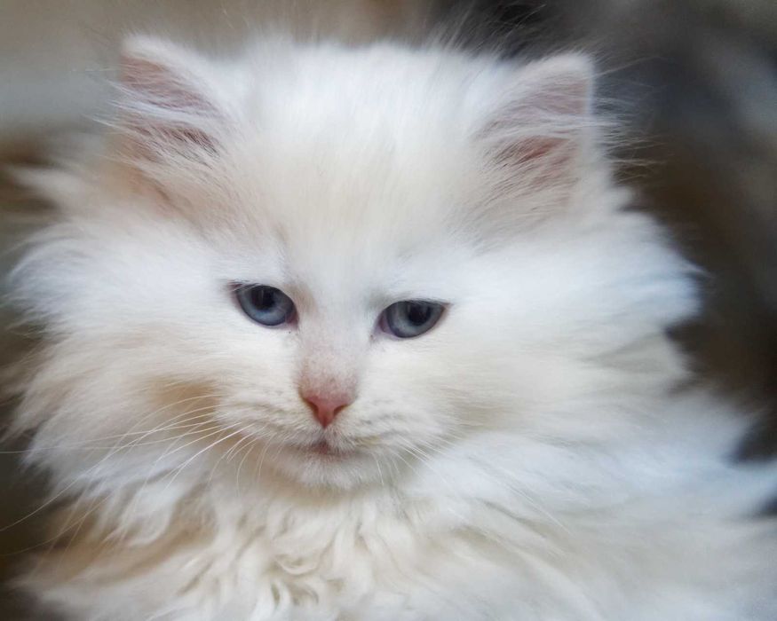 Pui pisica siberiana cu pedigree - Felisa Autorizata