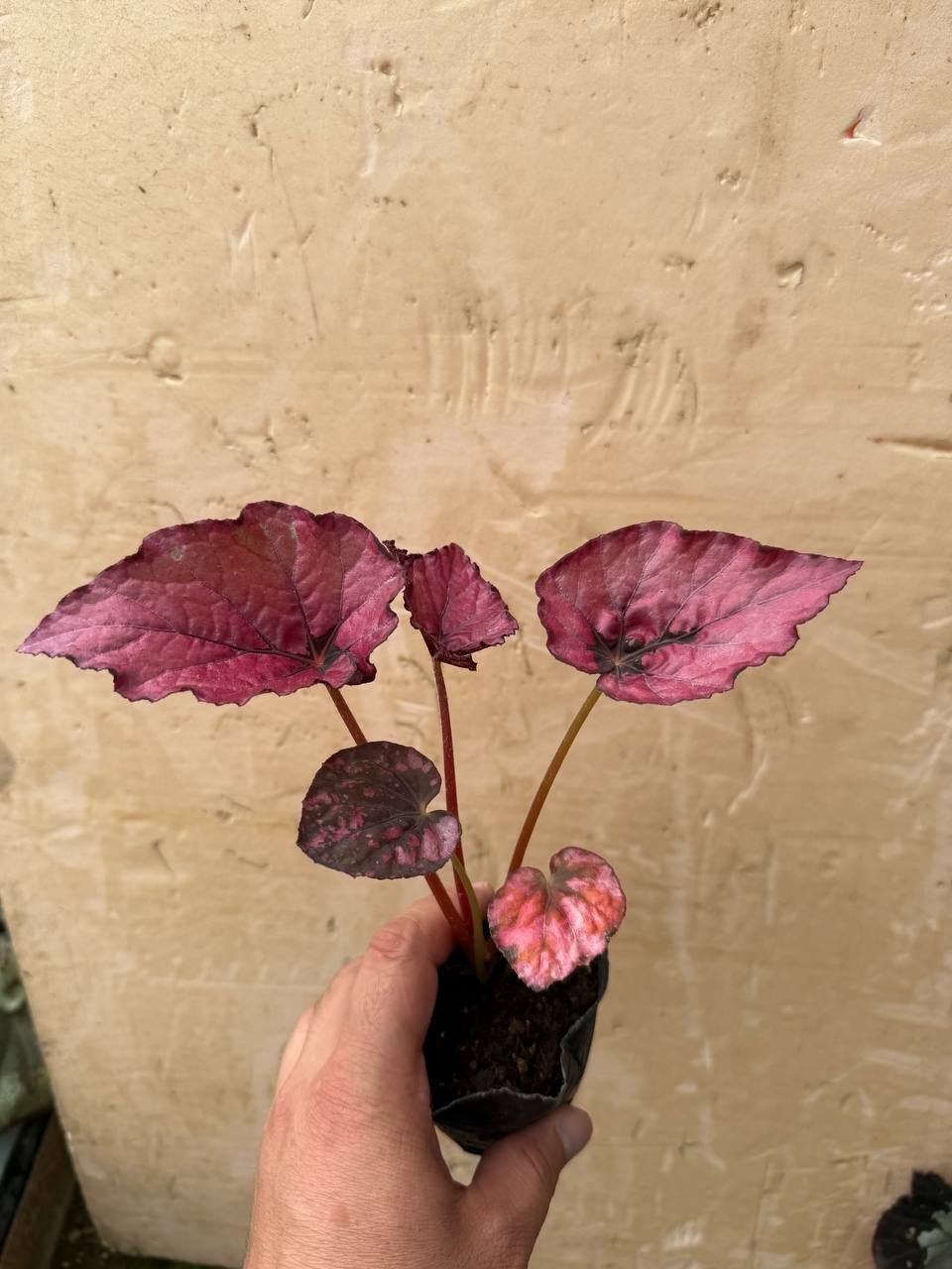Karaleveskiy begonia detkalari