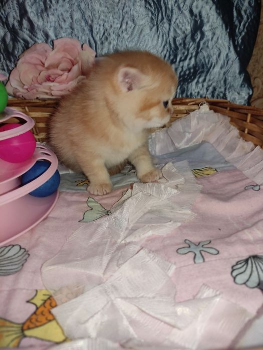 Продается шикарный котенок мальчик, золотая шиншилла.